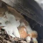 How to Become Better With Magazine in 10 Minutes